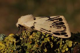 Attēlu rezultāti vaicājumam “Spilosoma lutea”