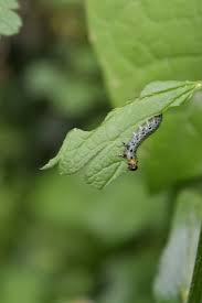 Attēlu rezultāti vaicājumam “Nematus ribesii”
