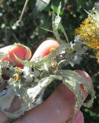 Attēlu rezultāti vaicājumam “Ramalina calicaris”