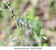 Attēlu rezultāti vaicājumam “Lestes sponsa”