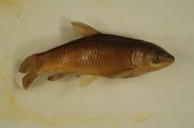 Image result for Ctenopharyngodon idella