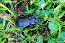 Attēlu rezultāti vaicājumam “Carabus hortensis”