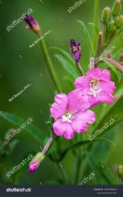 Attēlu rezultāti vaicājumam “Epilobium parviflorum”