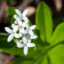 Attēlu rezultāti vaicājumam “Galium schultesii”