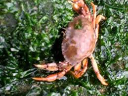 Image result for Cancer irroratus