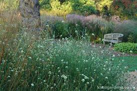 Image result for Scabiosa ochroleuca