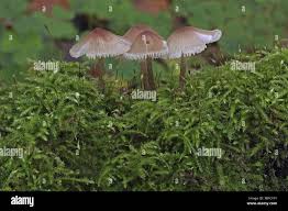 Attēlu rezultāti vaicājumam “Mycena zephirus”