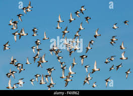 Attēlu rezultāti vaicājumam “Pluvialis apricaria adult”