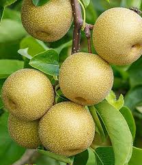 Attēlu rezultāti vaicājumam “Pyrus”