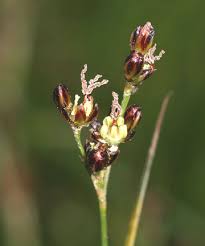 Attēlu rezultāti vaicājumam “Juncus gerardii bud”