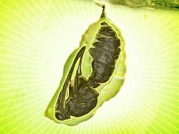 Attēlu rezultāti vaicājumam “cocoon”