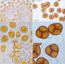 Attēlu rezultāti vaicājumam “Triphragmium ulmariae”