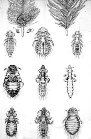Attēlu rezultāti vaicājumam “Phthiraptera”