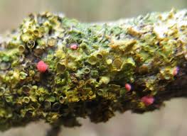 Attēlu rezultāti vaicājumam “Illosporiopsis christiansenii”