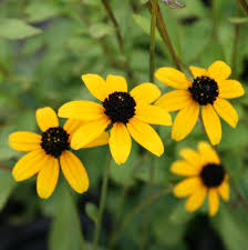 Image result for Rudbeckia fulgida