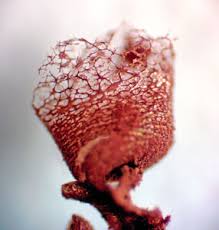 Attēlu rezultāti vaicājumam “Cribraria rubiginosa”