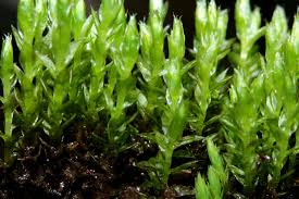 Attēlu rezultāti vaicājumam “Bryum pseudotriquetrum”