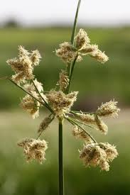 Attēlu rezultāti vaicājumam “Bolboschoenus maritimus”