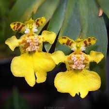 Attēlu rezultāti vaicājumam “Heyderia pusilla”