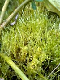 Attēlu rezultāti vaicājumam “Straminergon stramineum”