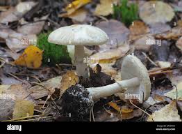 Attēlu rezultāti vaicājumam “Amanita citrina”