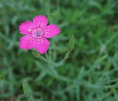 Attēlu rezultāti vaicājumam “Dianthus arenarius”