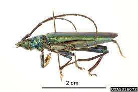Attēlu rezultāti vaicājumam “Aromia moschata”