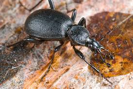 Attēlu rezultāti vaicājumam “Cychrus caraboides”