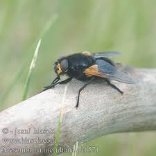 Attēlu rezultāti vaicājumam “Mesembrina meridiana”