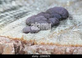 Attēlu rezultāti vaicājumam “Amaurochaete sp.”