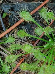Attēlu rezultāti vaicājumam “Drosera intermedia”