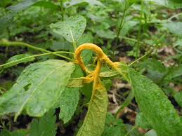 Attēlu rezultāti vaicājumam “Melampsora populnea”