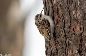 Attēlu rezultāti vaicājumam “Certhia familiaris adult”