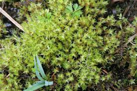 Attēlu rezultāti vaicājumam “Bryum schleicheri”