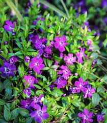 Attēlu rezultāti vaicājumam “Vinca minor”