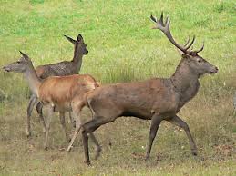 Attēlu rezultāti vaicājumam “Cervus elaphus”