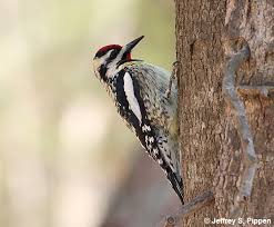 Image result for Sphyrapicus varius