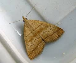 Attēlu rezultāti vaicājumam “Herminia tarsicrinalis”