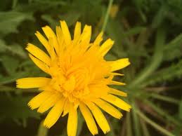 Attēlu rezultāti vaicājumam “Leontodon autumnalis”