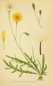 Attēlu rezultāti vaicājumam “Leontodon autumnalis  leaf”