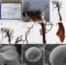 Attēlu rezultāti vaicājumam “Craterium minutum stalked”