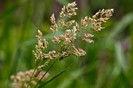 Attēlu rezultāti vaicājumam “Phalaroides arundinacea”