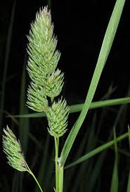 Attēlu rezultāti vaicājumam “Dactylis glomerata subsp. glomerata”