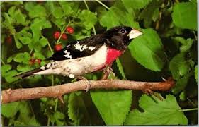 Image result for Pheucticus ludovicianus