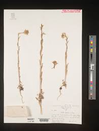 Attēlu rezultāti vaicājumam “Arabis hirsuta fruit”