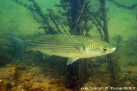 Image result for Chelon ramada