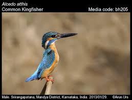 Attēlu rezultāti vaicājumam “Alcedo atthis”