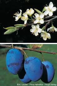 Attēlu rezultāti vaicājumam “Prunus domestica subsp. domestica leaf”