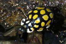 Attēlu rezultāti vaicājumam “Sospita vigintiguttata”