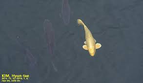 Image result for Cyprinus rubrofuscus